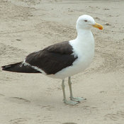 Kelp Gull